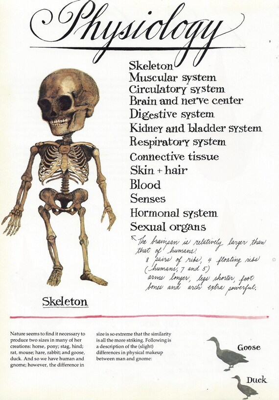 gnome skeleton, little bones